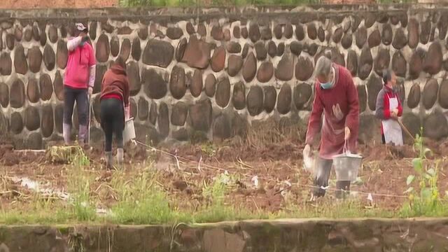 【习水新闻联播】同民镇:生产防疫两不误 播撒春耕新希望