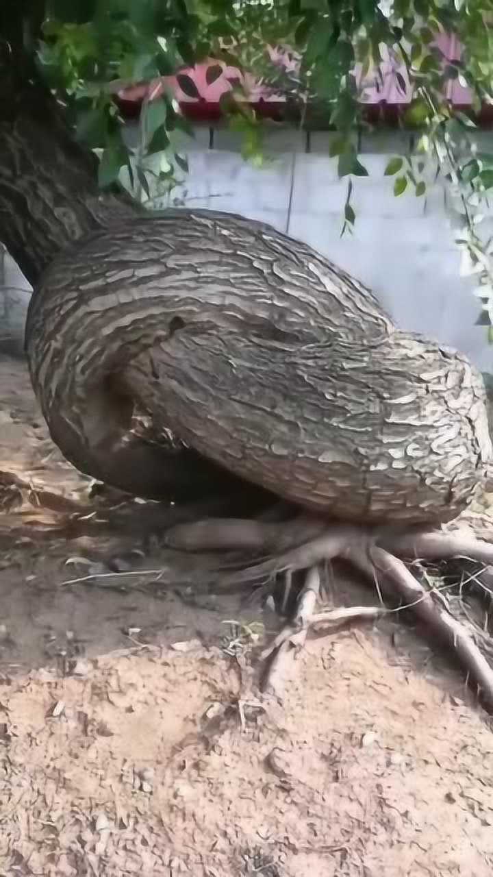 几百年的大树老树盘根长见识了