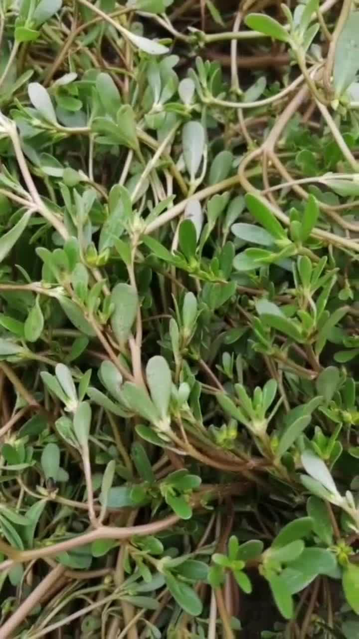 马齿苋虽然是野菜但却有白发变黑发的功效味道也很好