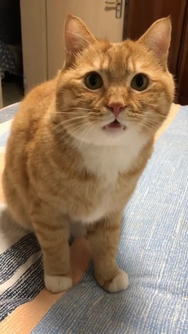 来来来小板凳坐好茶话会开始中华田园猫橘猫日常