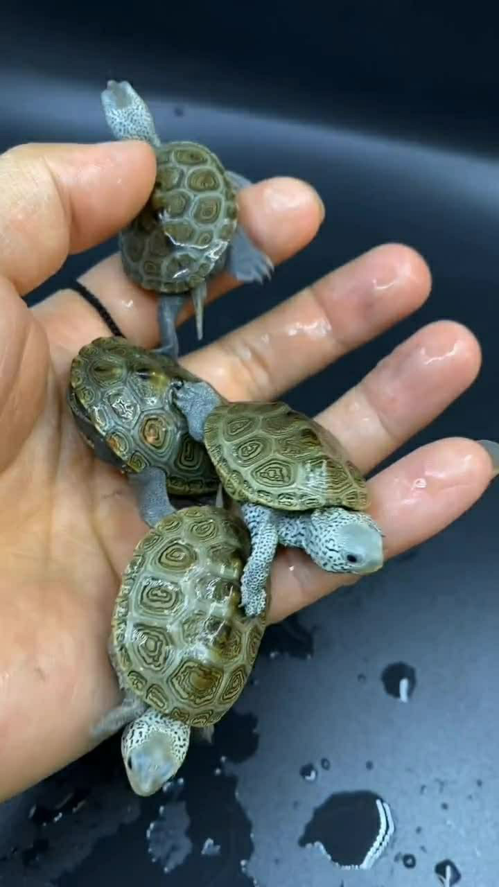 史上最小的乌龟,这也太可爱了吧,我的心都被萌化了