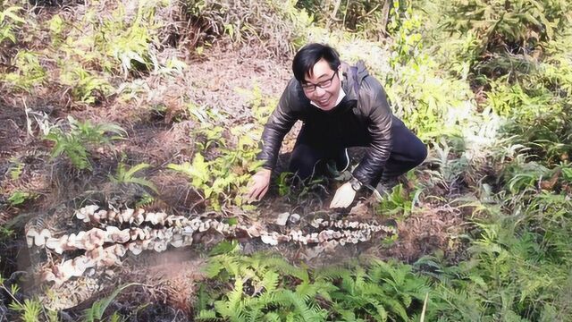 农村小伙独闯大山,在草地丛里发现了啥宝贝?走近一看2米长蘑菇