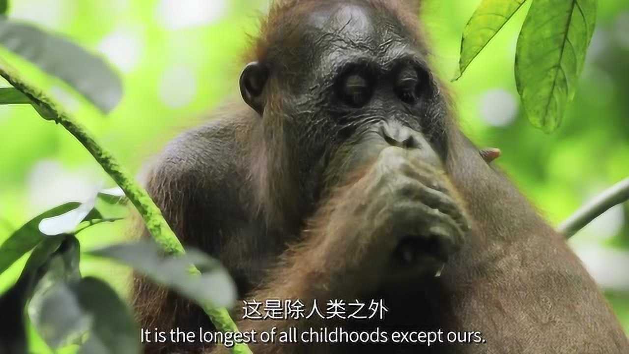 七个世界一个星球红毛猩猩的幼崽要到7岁才会离开妈妈