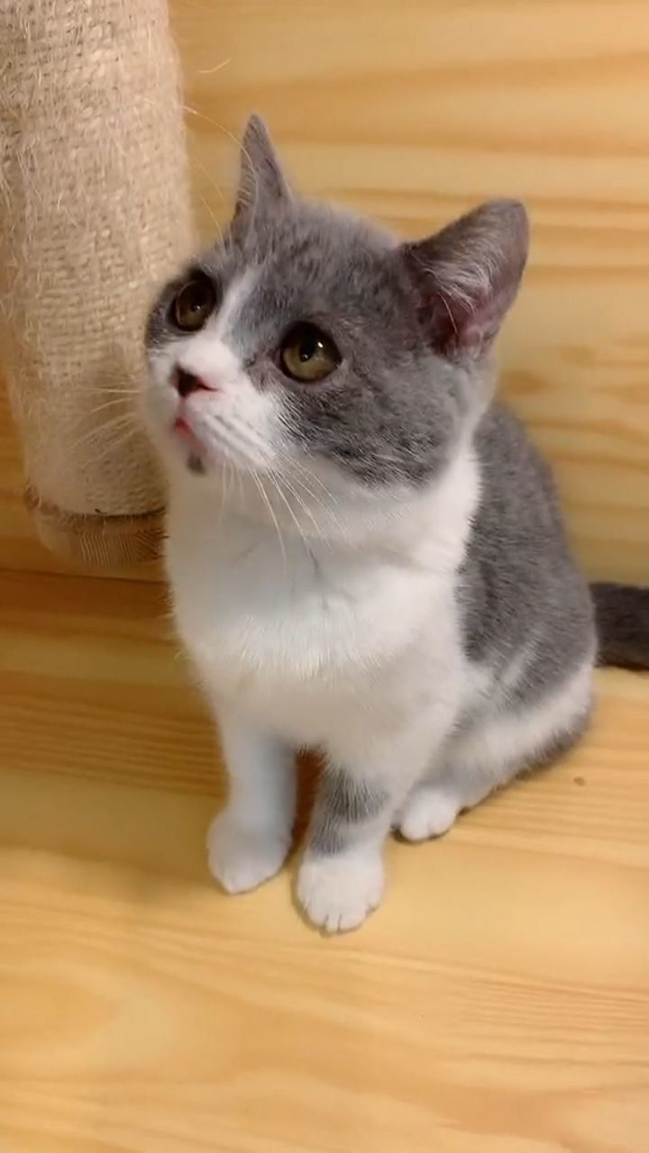 可爱的英国短毛猫
