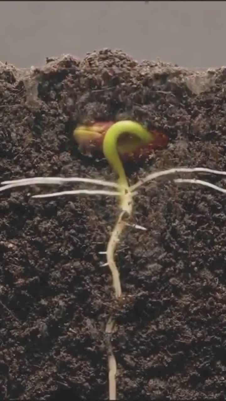 种子是这样生根发芽长大的