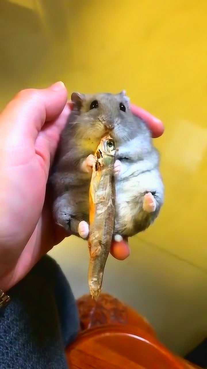 原来不仅猫吃鱼,小老鼠也会吃鱼吃到一半丢了是什么情况