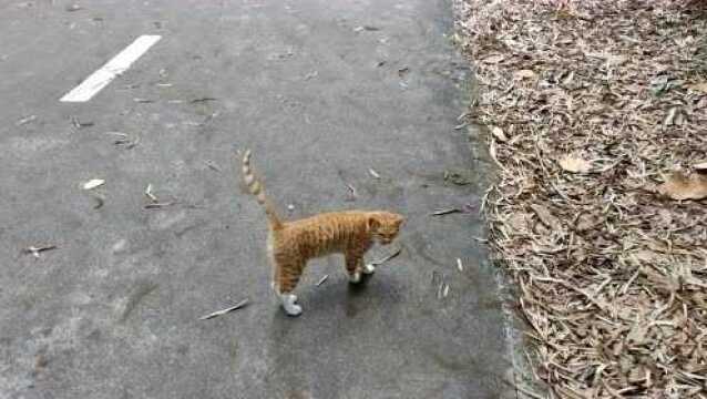 野猫拦路不让过挺凶啊