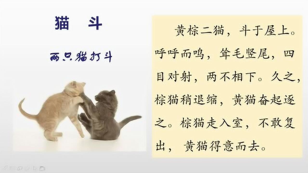 《猫斗》小古文讲读仿写_腾讯视频