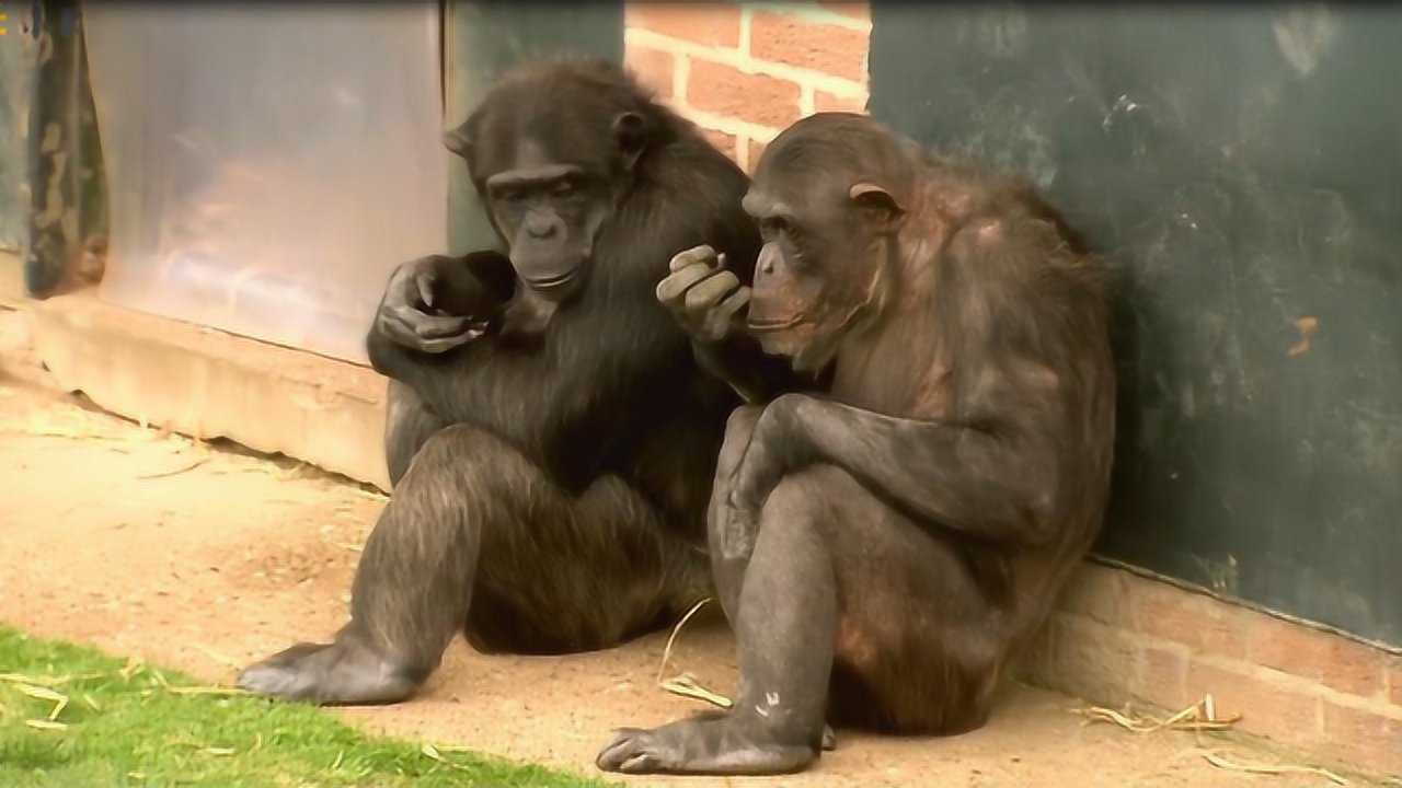 公猩猩给母猩猩按摩没按几下就开始不老实了镜头拍下搞笑一幕