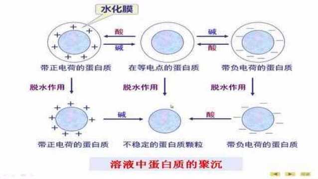 第四节蛋白质的理化性质