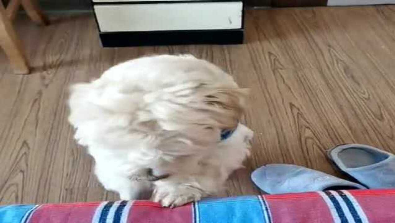 龙肉球想出去遛弯看它着急的小模样太可爱了让人心都化了