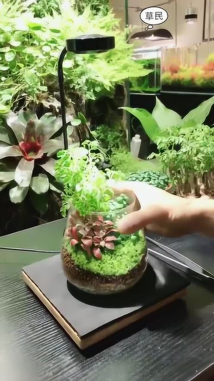 玻璃杯水草造景按照步骤这样做保证一学就会