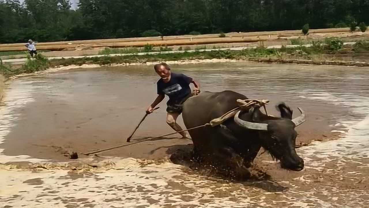 田里的麦子收完了,农民伯伯耕田种水稻,简直太辛苦了!