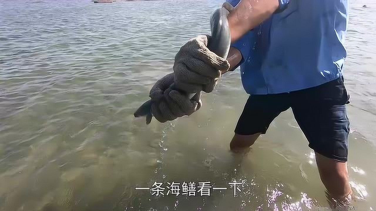 赶海遇到活的大白鲨图片