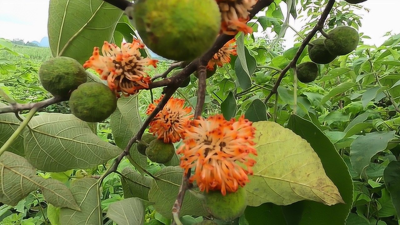 农村常见《谷皮树》不仅果实好吃味道很鲜美,它有很高的药用价值