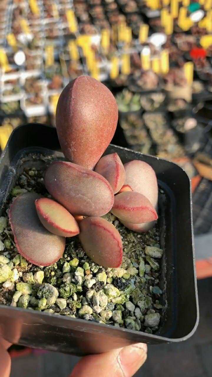 这盆红蛋多肉颜色愈发好看了真是超级喜欢