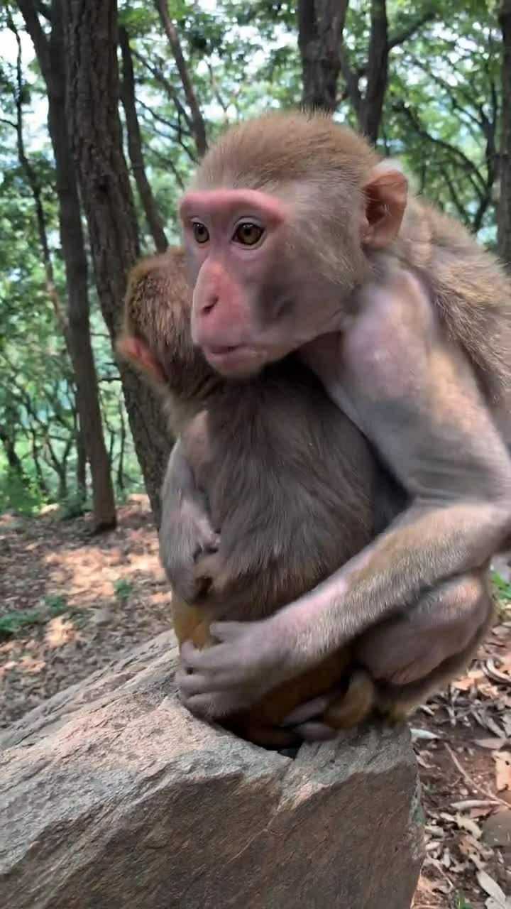 老人家说的毛猴子图片图片