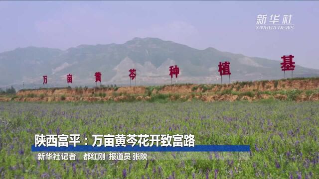 陕西富平:万亩黄芩花开致富路