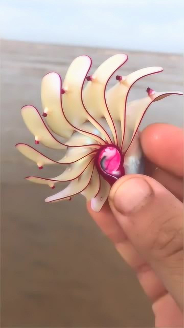 赶海时无意发现这个大家伙,这叫玫瑰螺,象征爱情和美