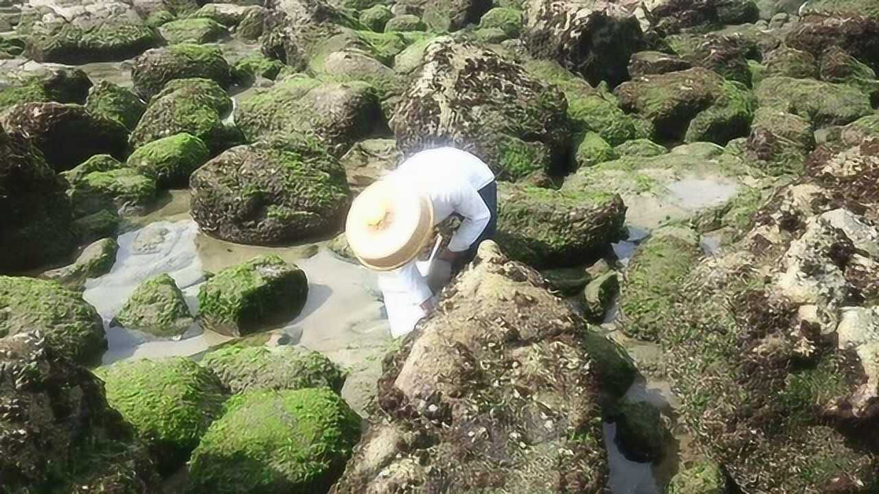 小渔翁赶海好货抓不停,收获好多海货赚了一百多块,这次赶海过瘾