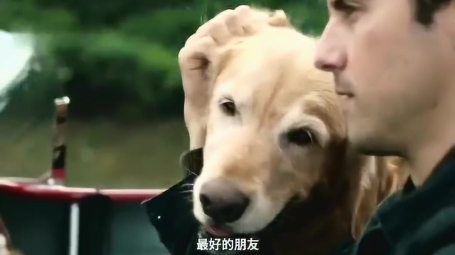 治愈系:狗狗“恩佐”带来的不只是一缕清风!而是给了我整个青春!