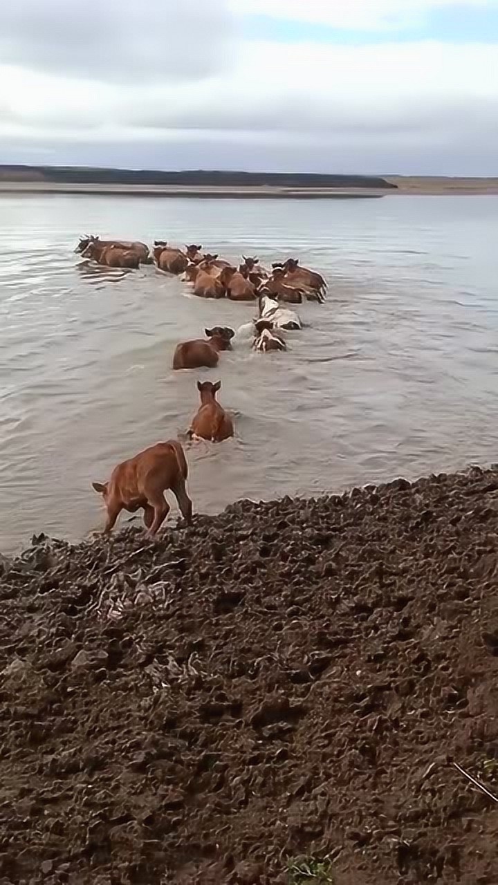 牛还会游泳吗?这样过河有危险吧!