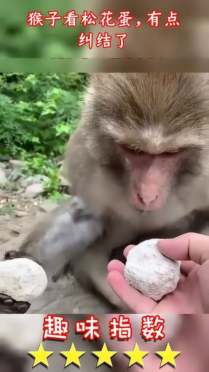 猴子看松花蛋,有点纠结了