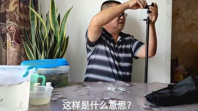 为了拍摄画面流畅的孔雀鱼视频,余月花了17块大洋买了新装备,效果如何?