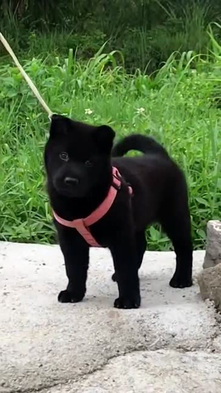 一只全黑的小土狗为什么要把它拴起来呢