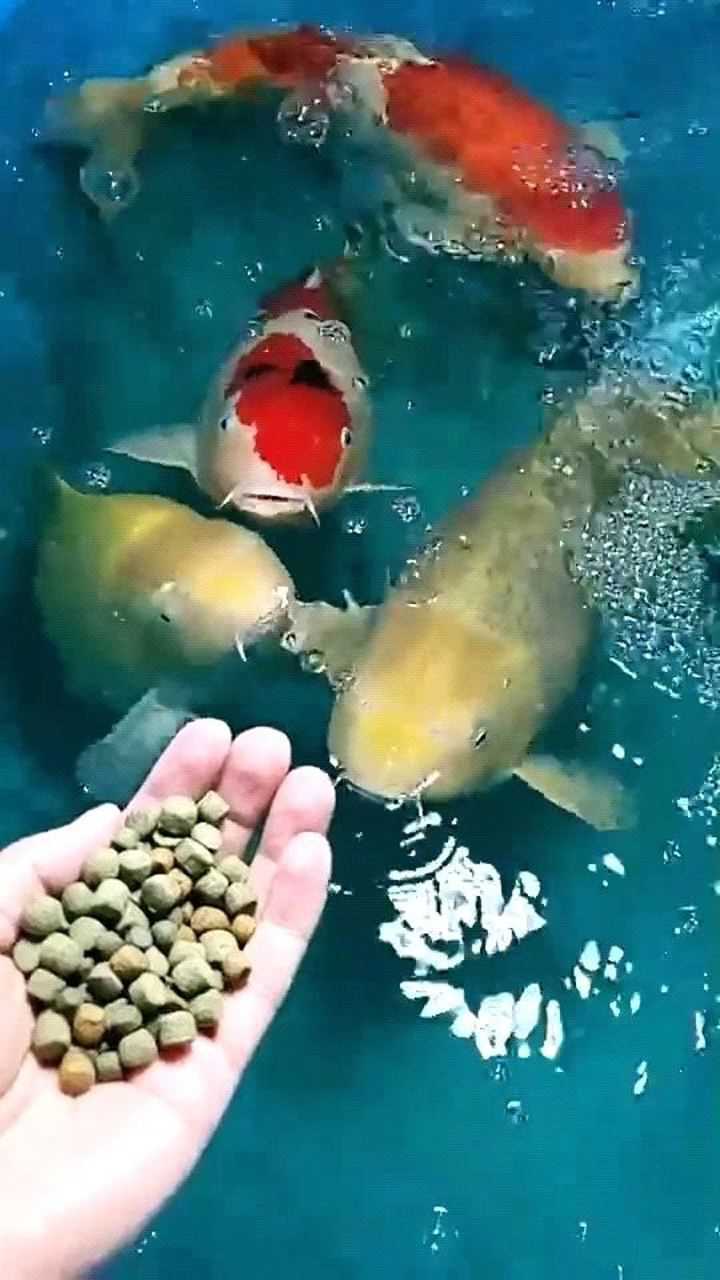 给鱼喂食刚靠近就抢着上来指不定就是最后一顿