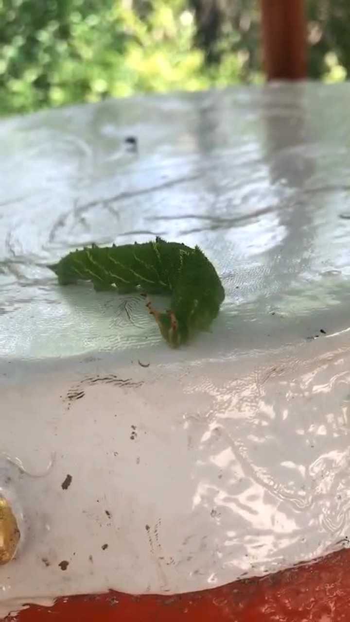 求证这个长着触角的糖宝是个什么虫用手指触碰了它的触角特别坚硬很扎