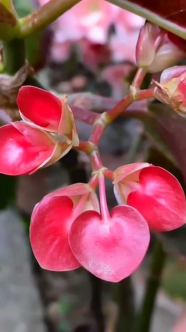 这花好漂亮心形的花瓣它叫桃心海棠