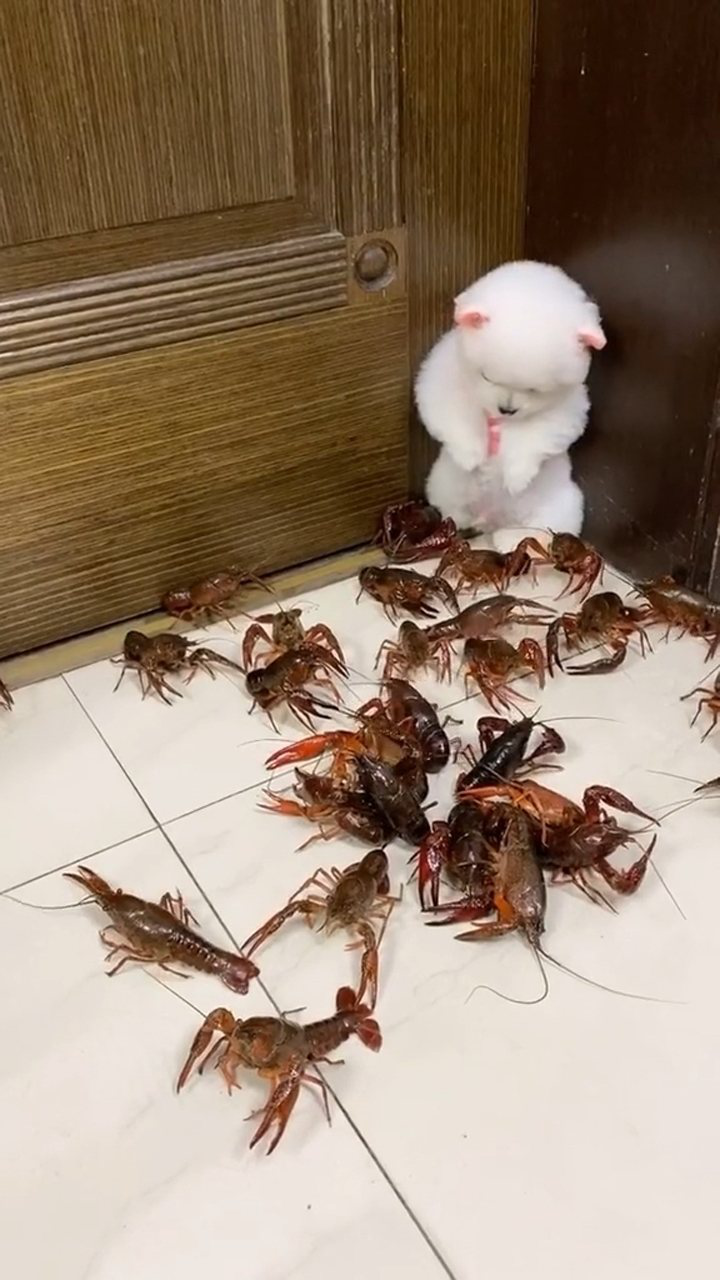 被小龙虾包围的狗狗太可爱了,吓得打哆嗦哈哈哈