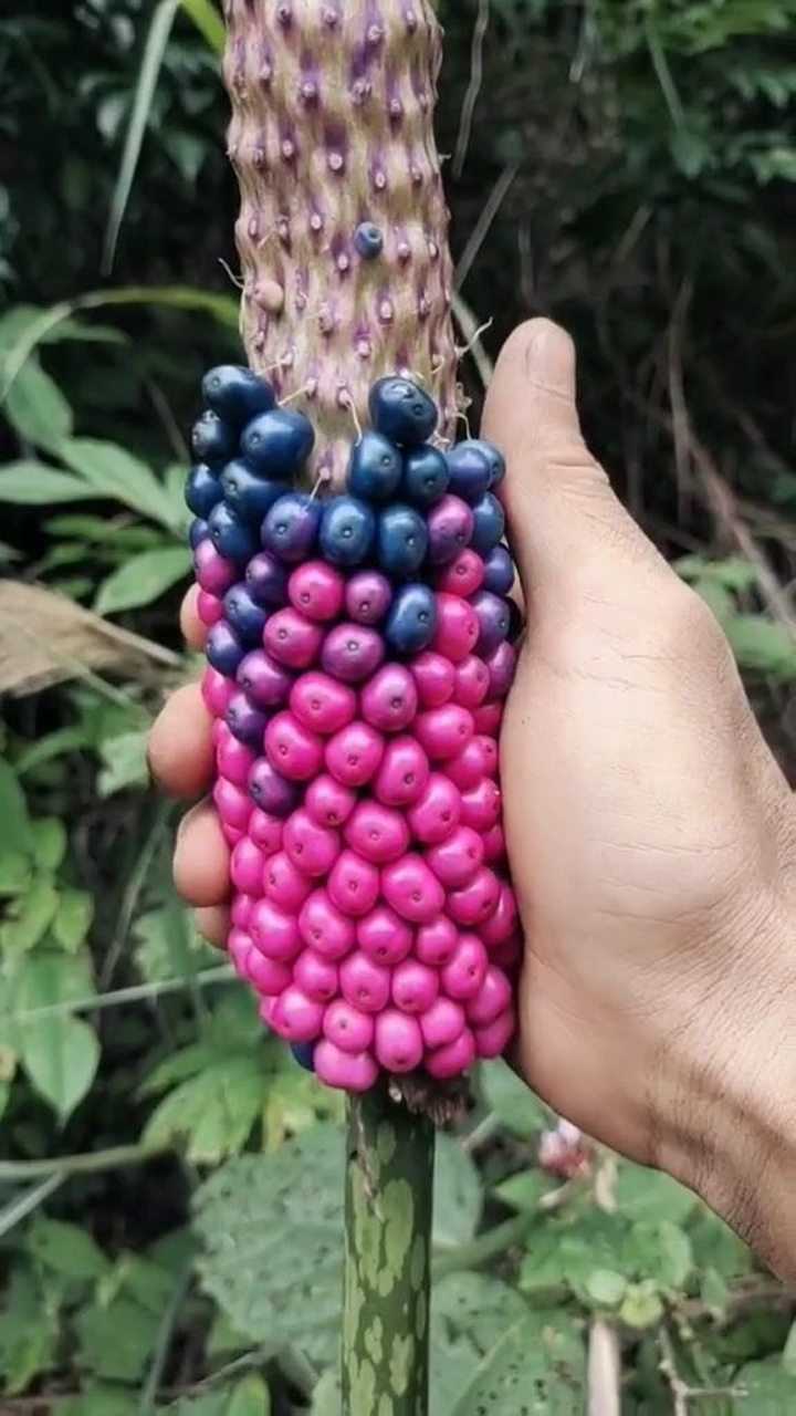 俗称山豆腐又名野魔芋或花魔芋这个可千万不能吃啊