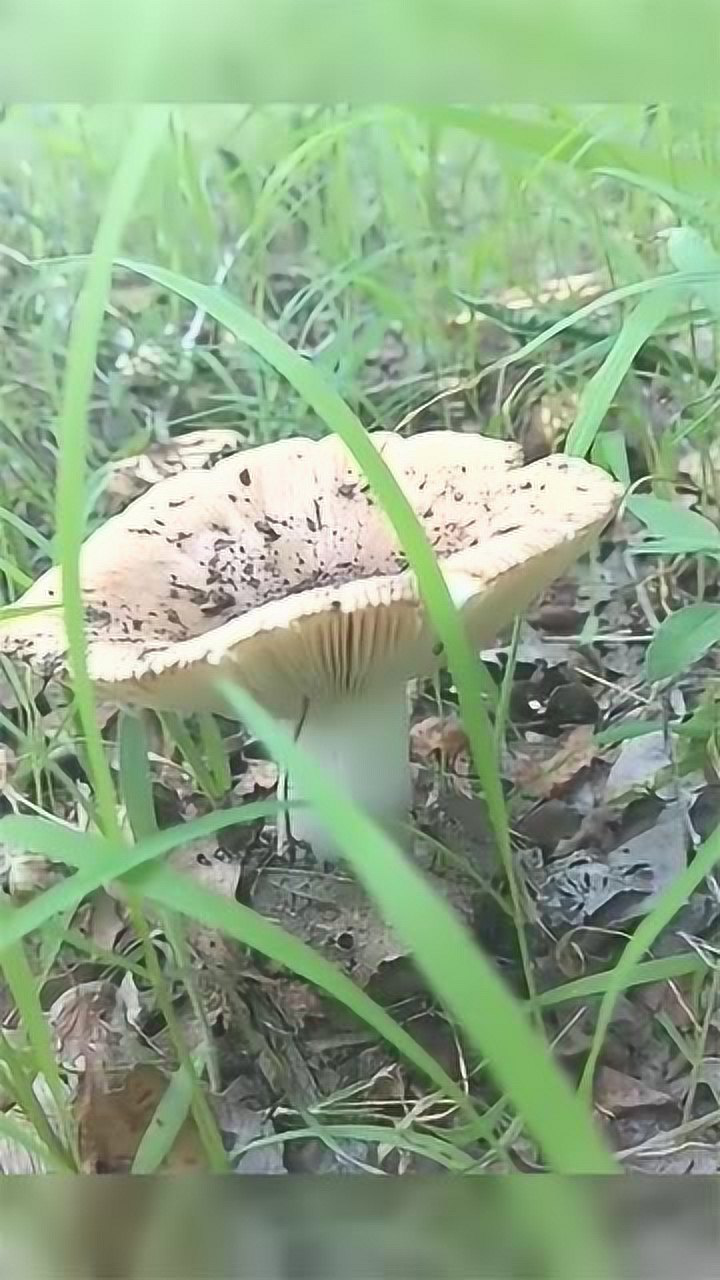 传说中的空心菇,其实是有毒蘑菇,黄英菇可要小心