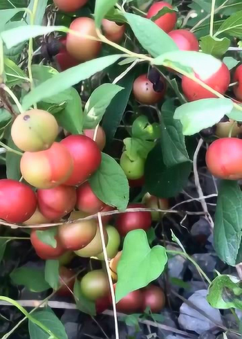 正宗的野生车厘子,这酸爽味道绝对提神