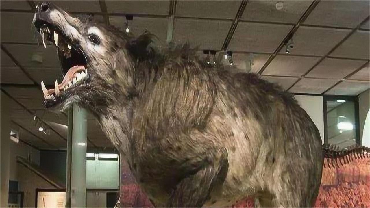 神农架出现驴头狼早已灭绝50万年的物种怎么又突然出现