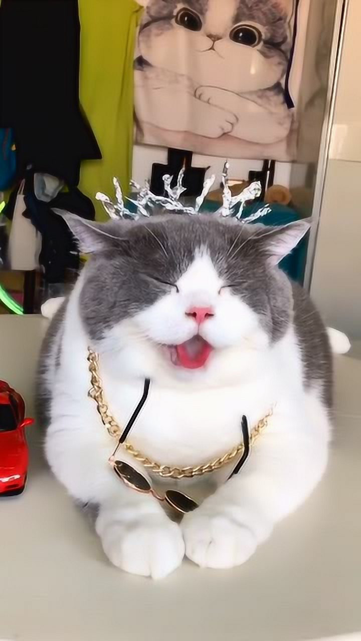 渣猫锡纸烫做个发型这么开心笑成一个表情包了