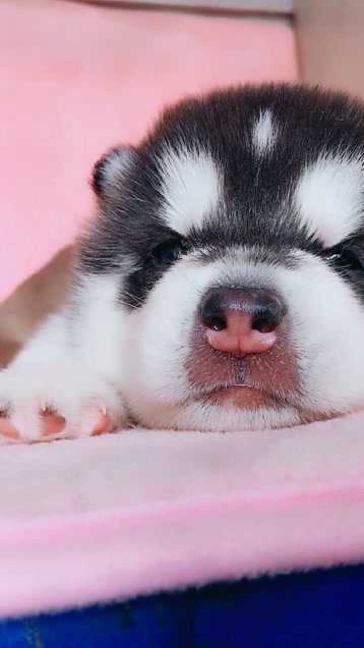 哈士奇的小时候太可爱了