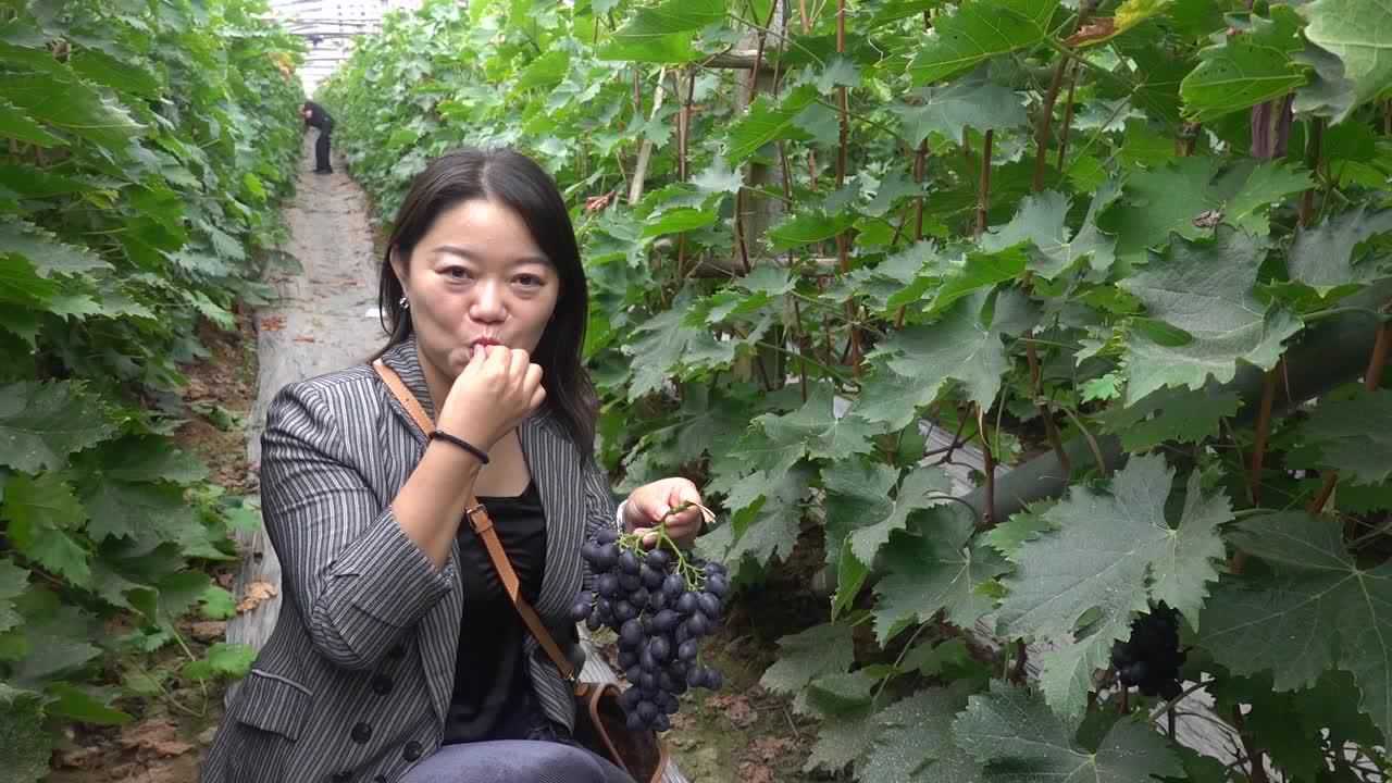 坊子区黄旗堡街道半截楼村:2000余亩香甜的"半截楼葡萄"熟了