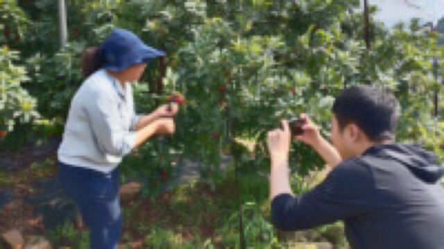 江津“双晒”丨乡土“网红”助力江津“双晒”区长带货直播