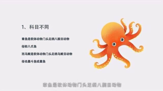 章鱼和乌贼的区别