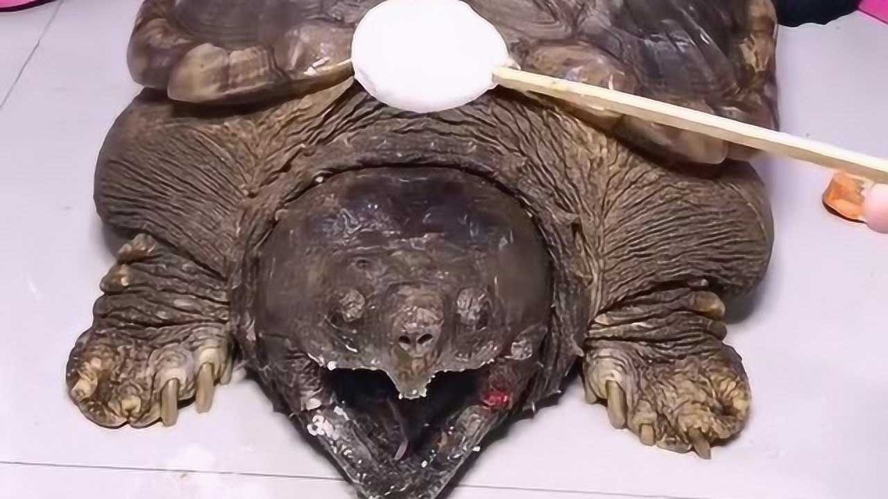 大哥今天要喂鳄龟吃鸡蛋刚送到嘴边就吞下了这货真猛