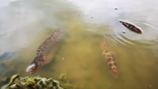 大雨过后海边惊现大量“地龙”,条条生龙活虎,爽爆了