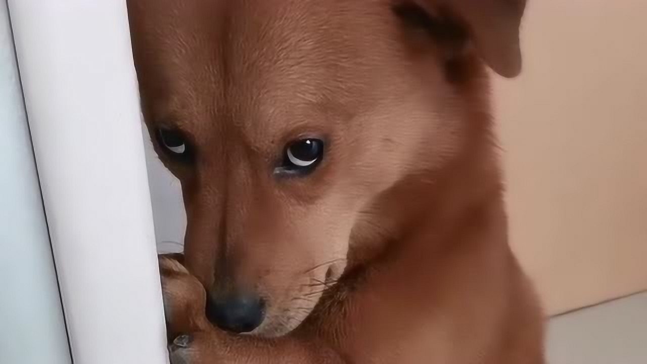 金毛犬犯错被主人教训,一脸委屈的靠墙面壁思过,认错态度也是很诚恳!