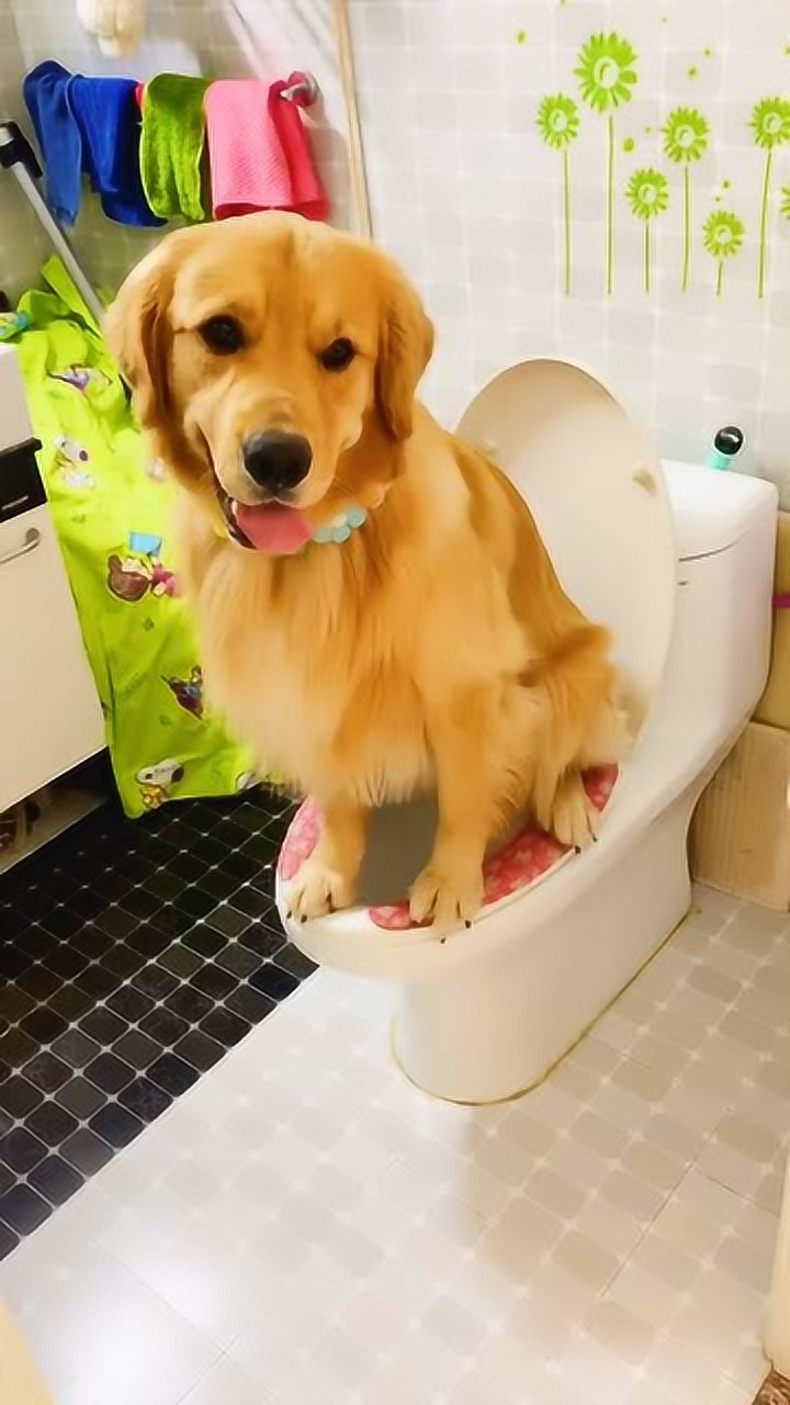 惊呆了,狗居然自己站在马桶上,上厕所.