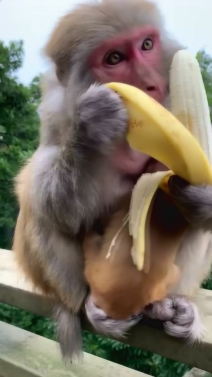 一个有强迫症的猴子吃香蕉剥得比我都干净自愧不如