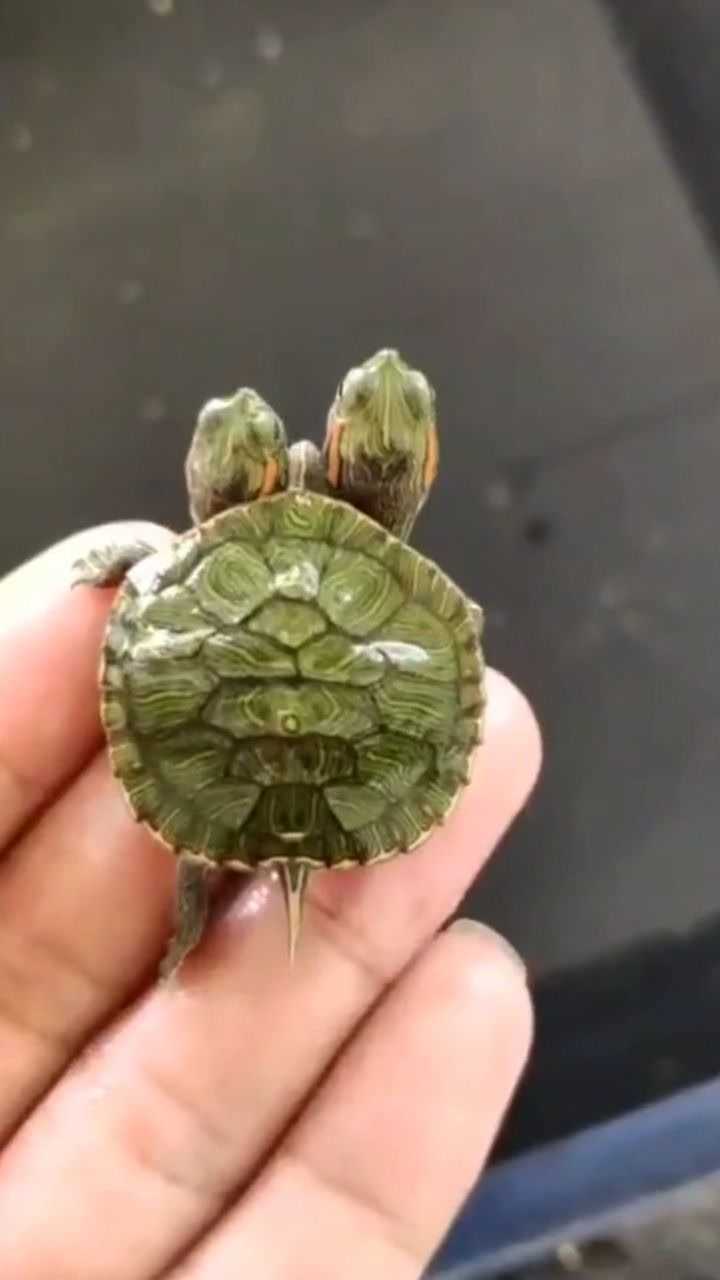 第一次见到三个头的乌龟,真的是太长见识了