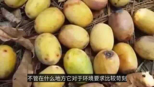 一种“酸掉牙”的野果,看一眼都能流口水,但它的经济价值特别高