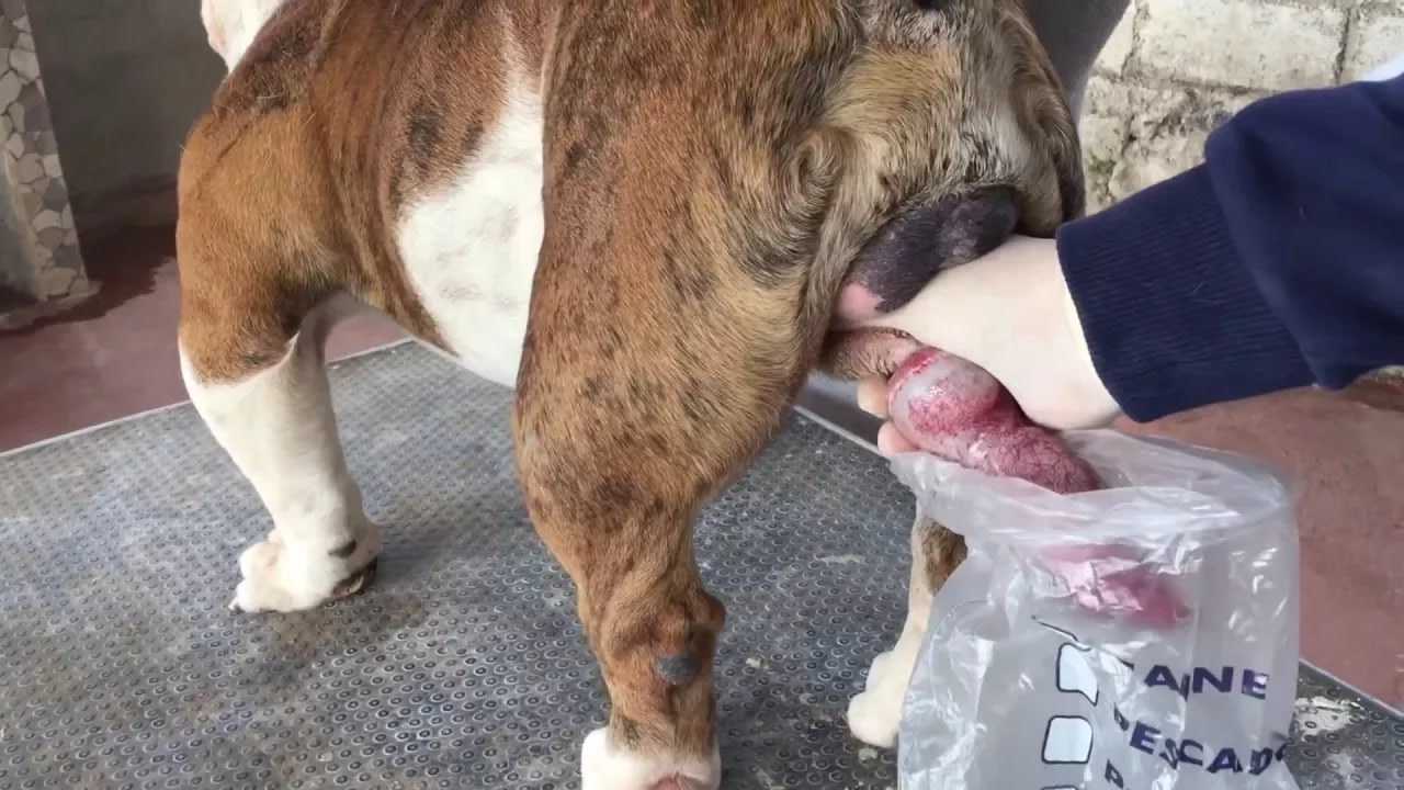 给斗牛犬人工配种的全过程妈呀这也太粗暴了